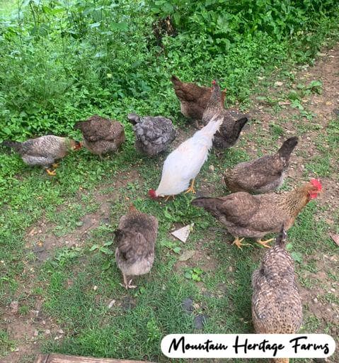 Photo of CASHH Eggers (Crele Auto Sexing Heritage Hybrid)