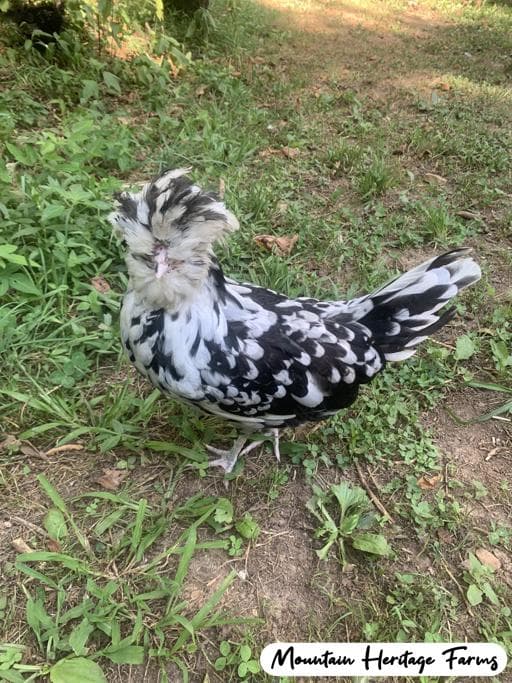 Photo of Mottled Houkies, Pokies, and Polgirls