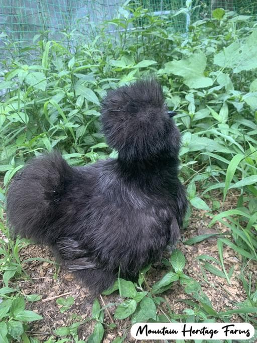 Photo of Black-Based Silkies