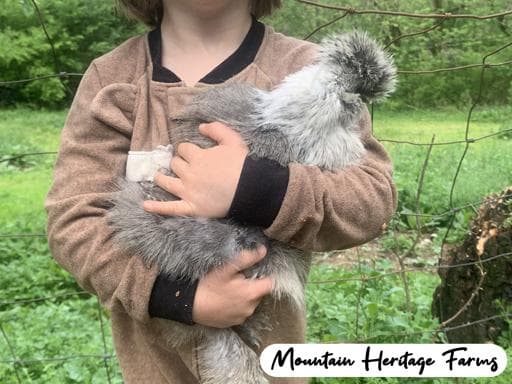 Photo of Gold Sexlink Silkies