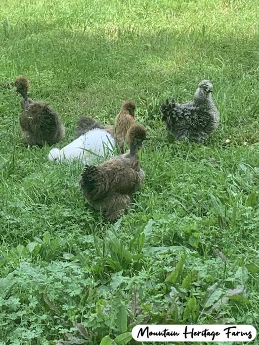 Photo of Project Pen Silkies